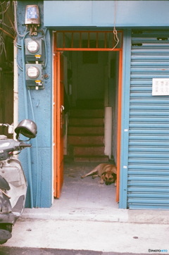 台北の犬