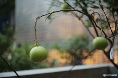 銀座ソニーパーク