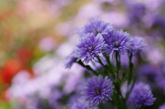 purple fall
