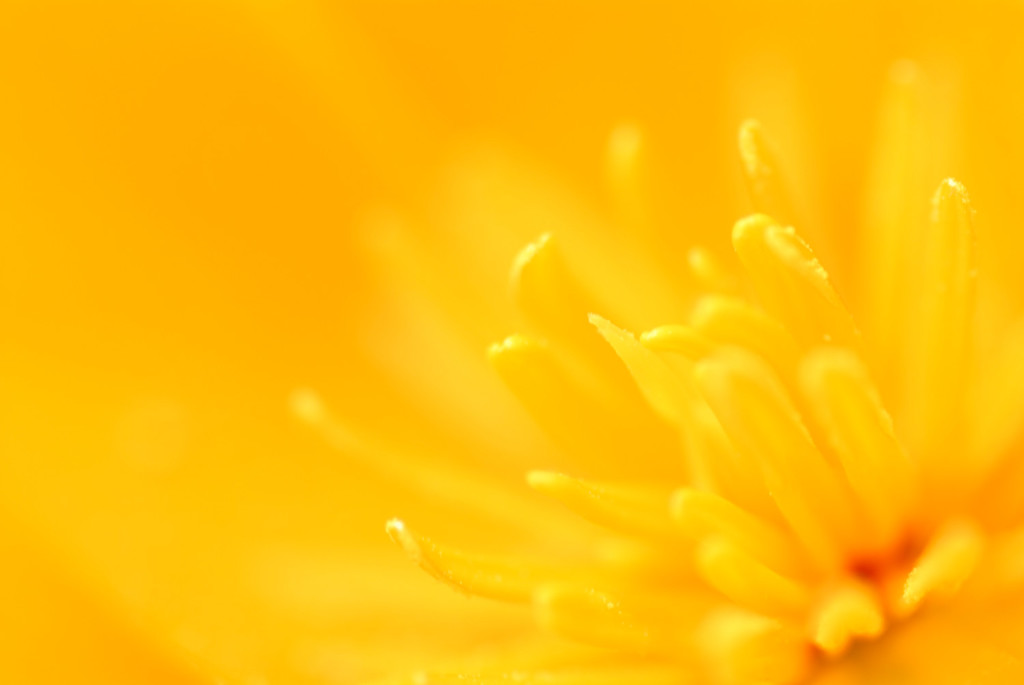 花の中