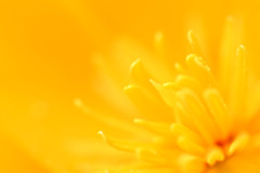 花の中