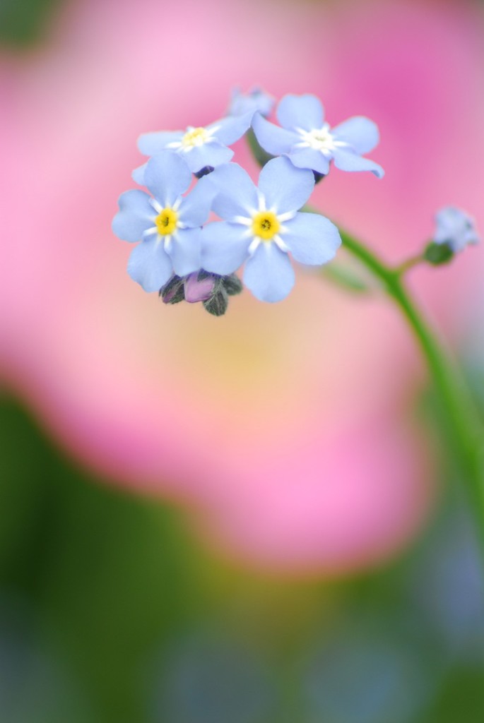 花のささやき10