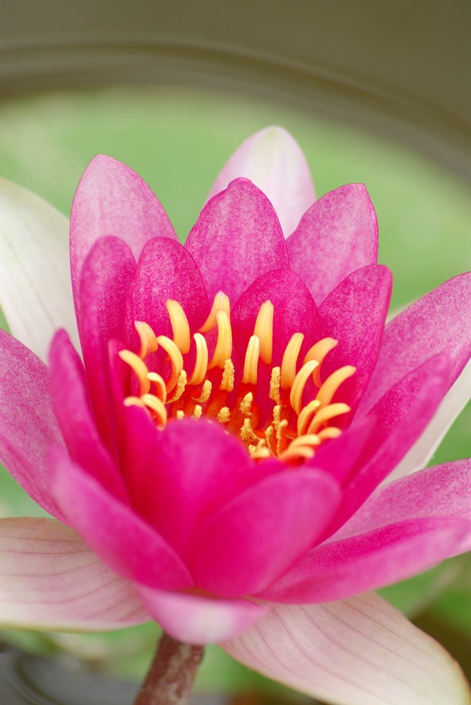花ごころ2