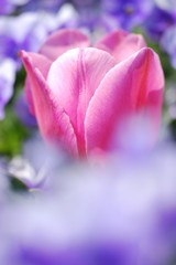 花のささやき4