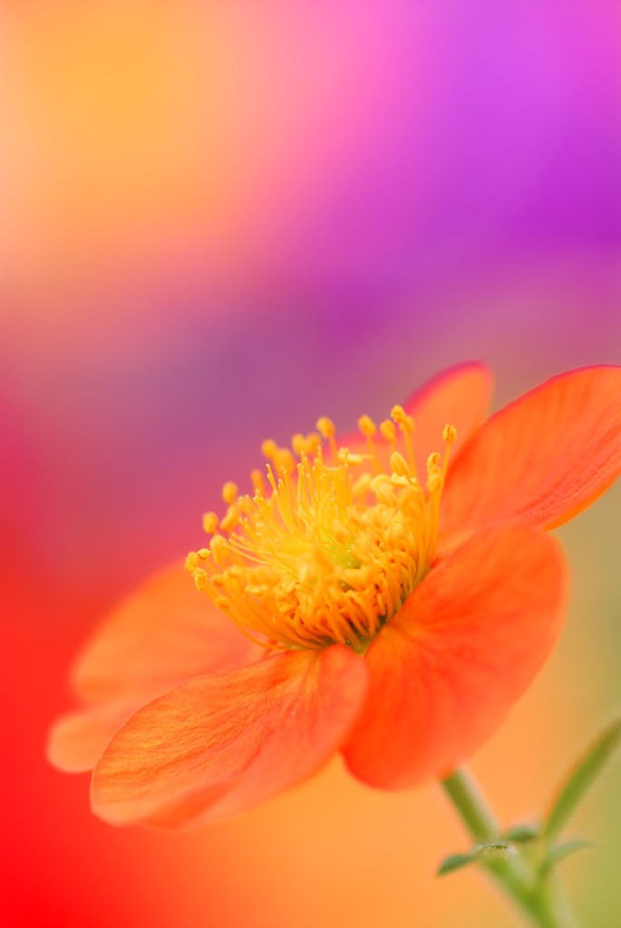 colors