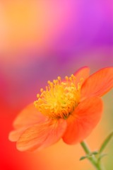 colors