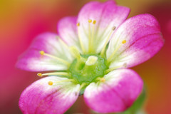 花ごころ7