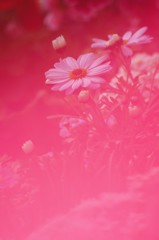 朱に染まる