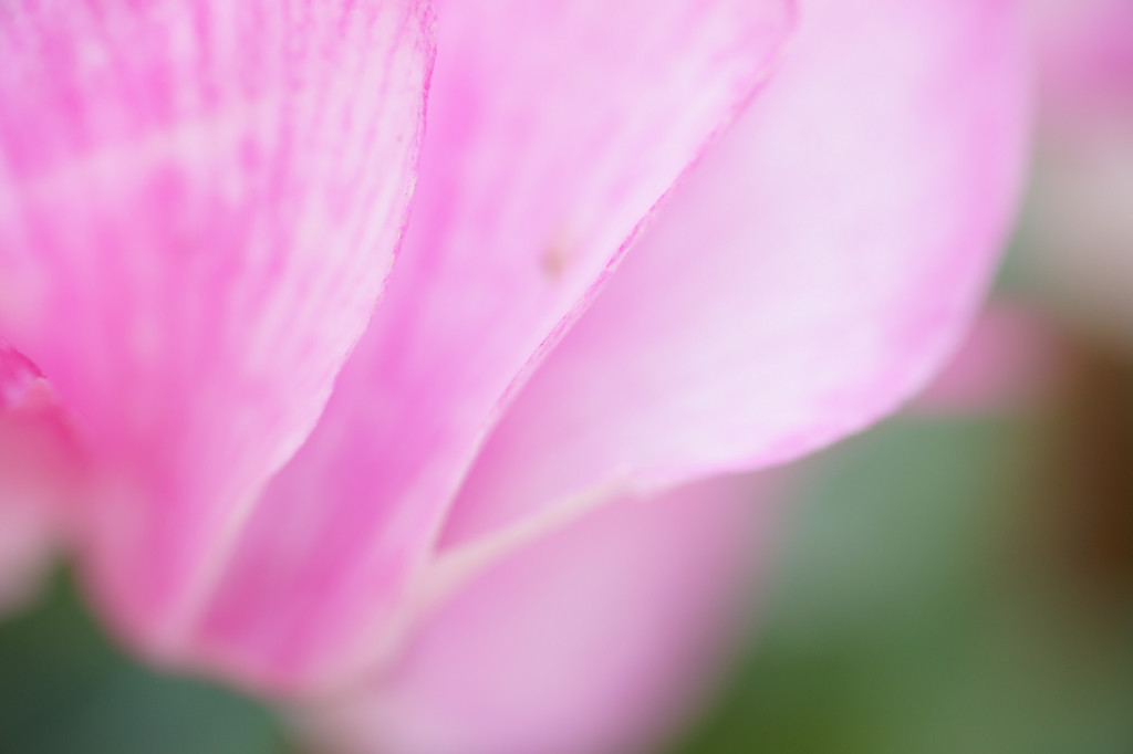 花色1
