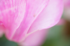 花色1