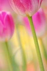 花のささやき12