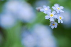 花のささやき11