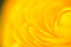 花色2