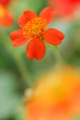 花のささやき3