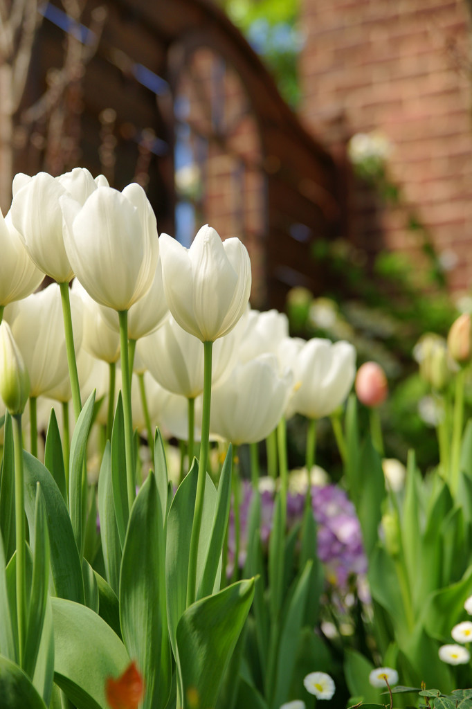 white spring