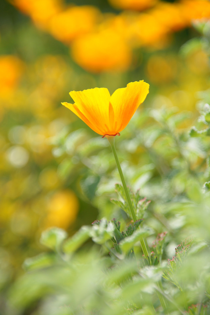 花のささやき18