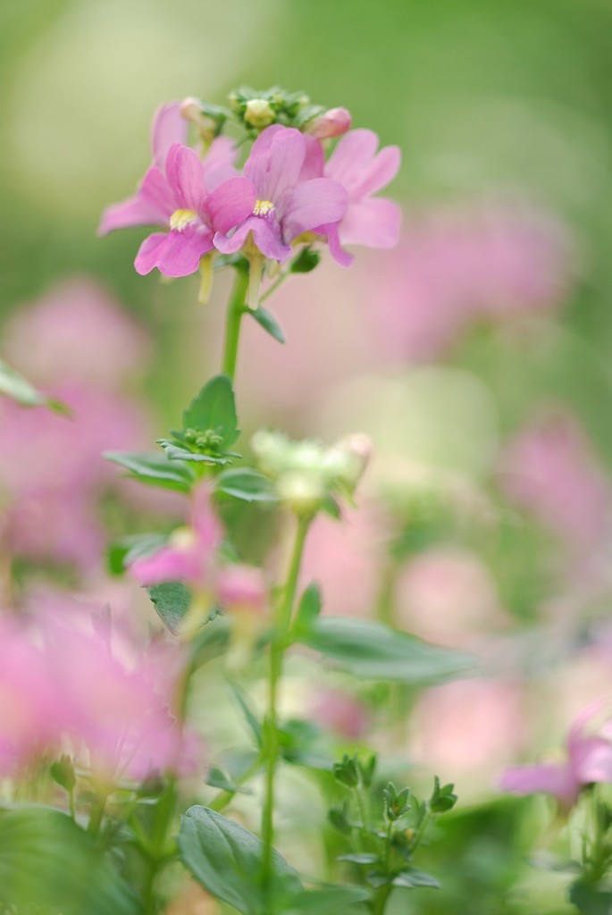 花のささやき16