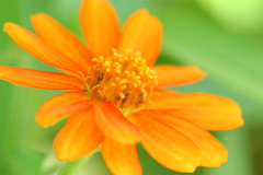 花ごころ5