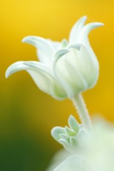 花ごころ6
