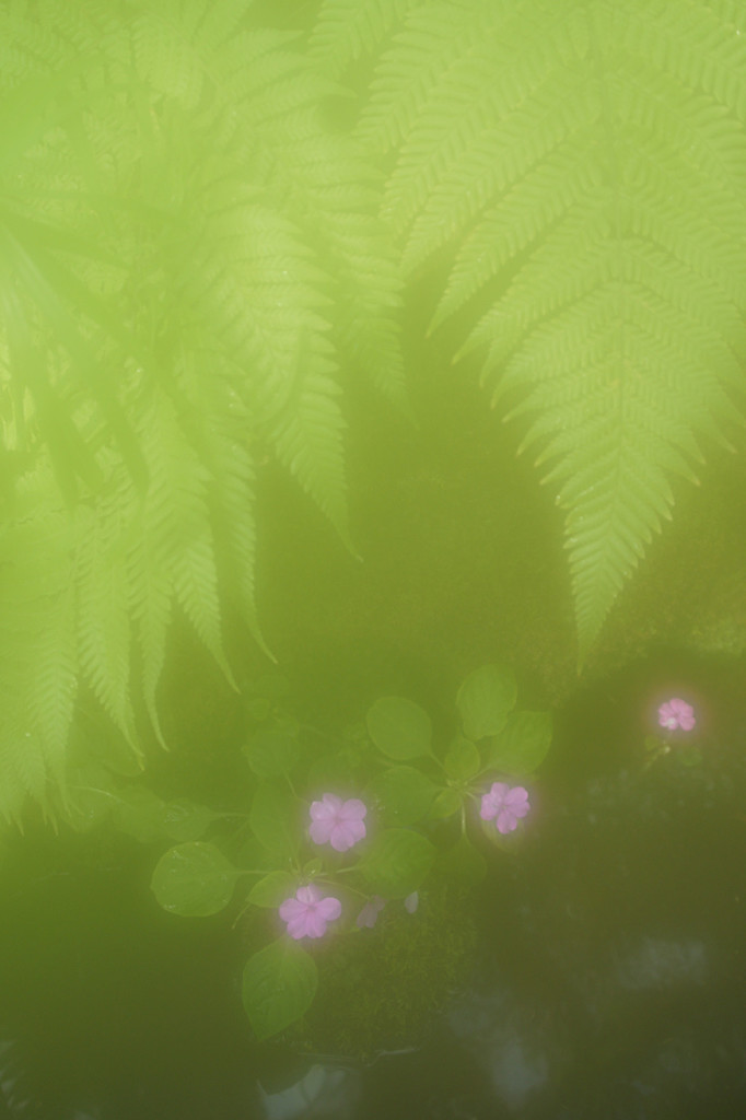 霧の中