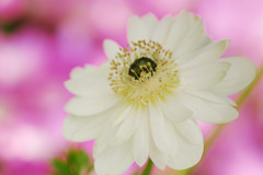 花ごころ9