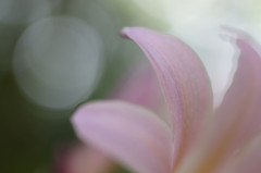 花びら