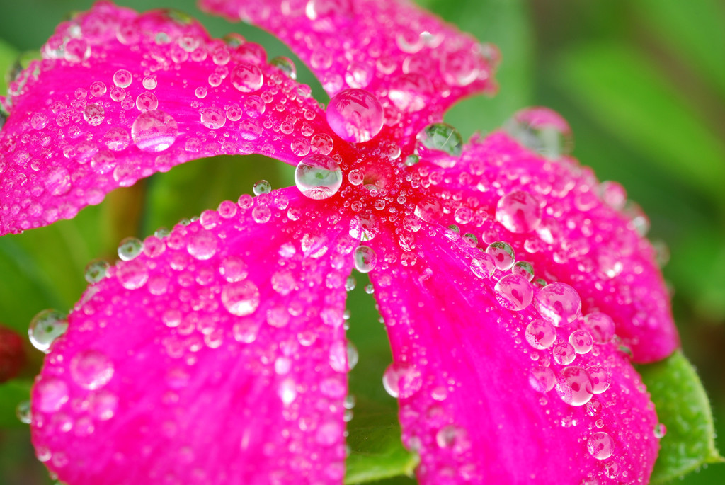 花しずく7