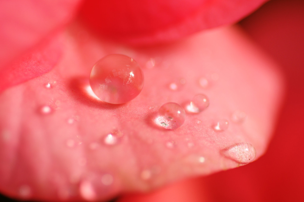 花しずく6