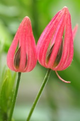 かごの花