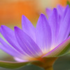花ごころ11