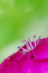 花のささやき5