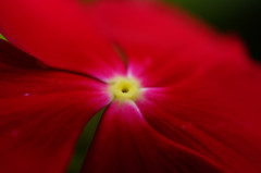 深紅