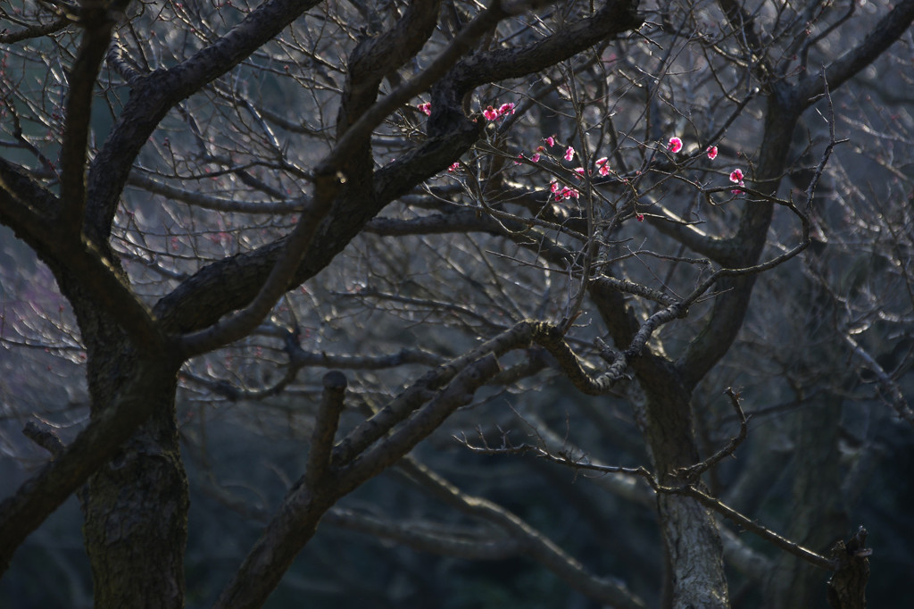 春の声