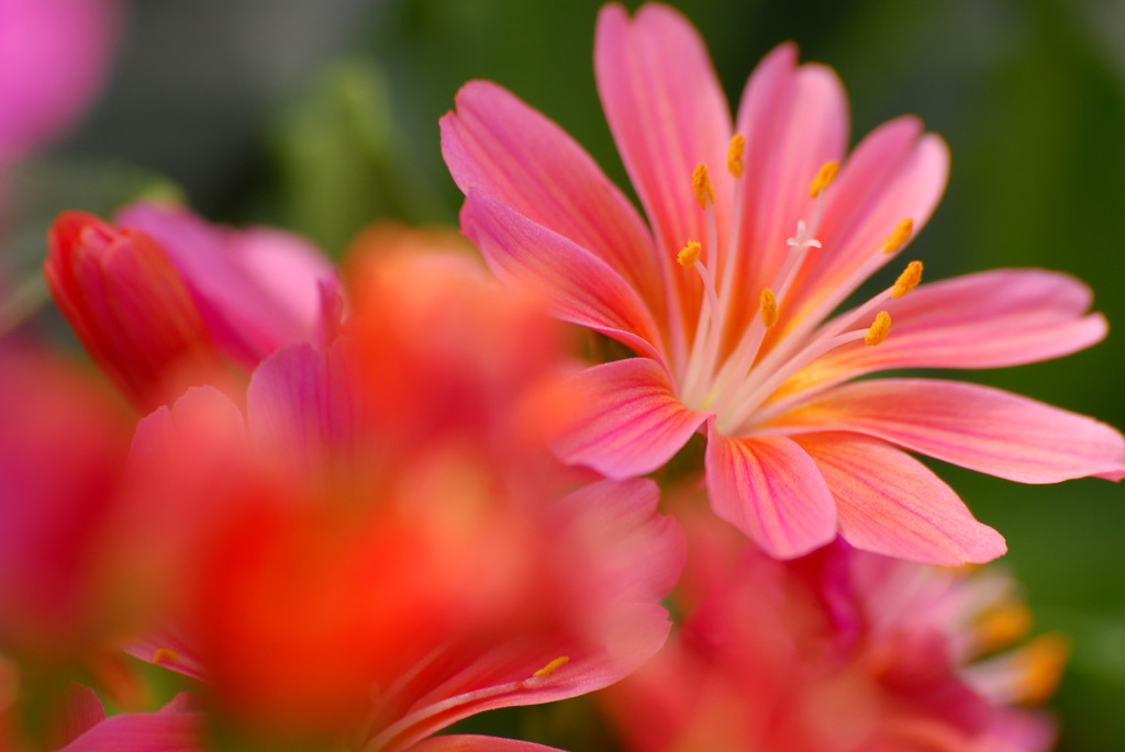 花のささやき17