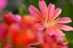 花のささやき17