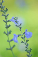 花のささやき2