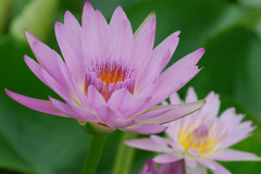 花ごころ1
