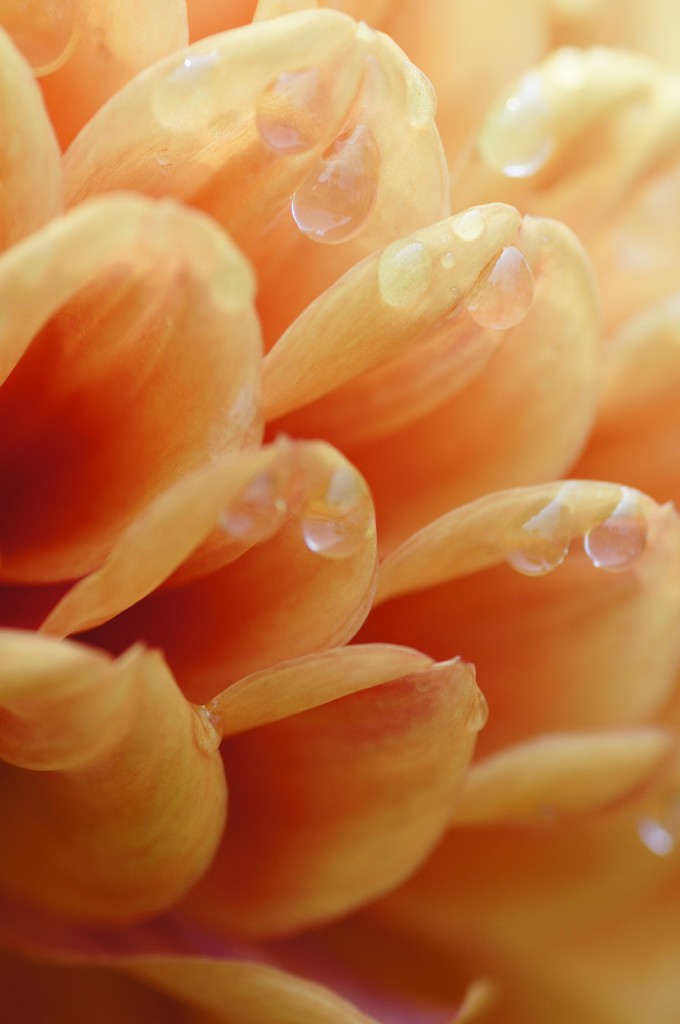 花しずく4