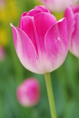花ごころ8