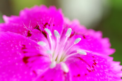 花ごころ3