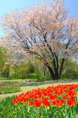 桜咲く公園