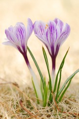 花サフラン