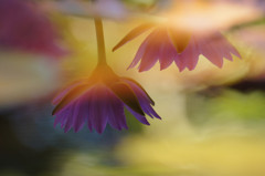 水中花