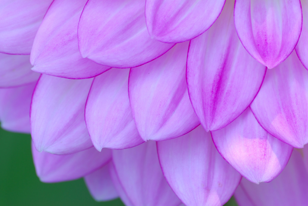 花色4