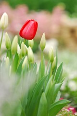 春花