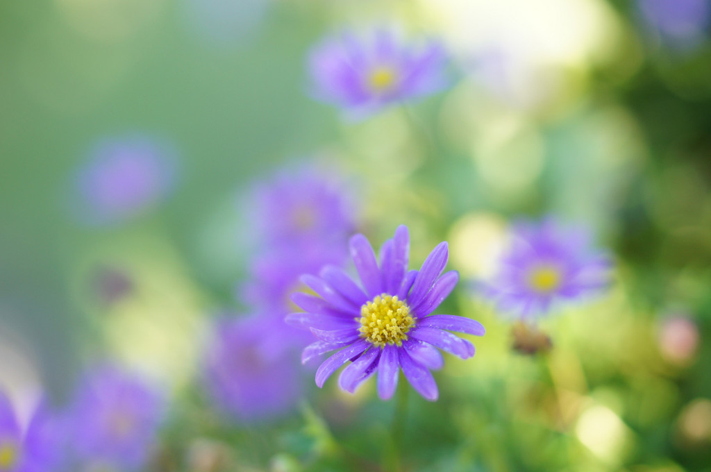小花