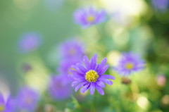 小花