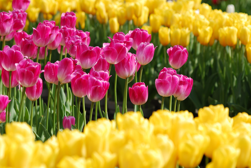 spring flower