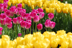 spring flower