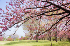 桜の丘